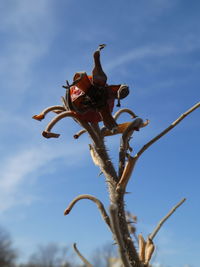 Low angle view of flower on plant against sky