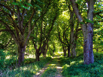 Trees in forest