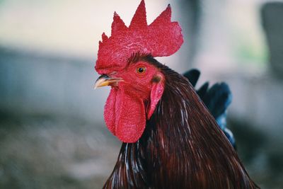 Close-up of rooster