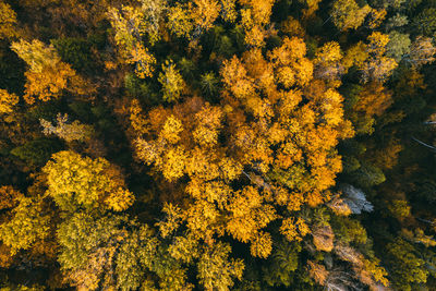 Full frame shot of trees