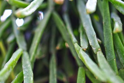 Close-up of wet plant