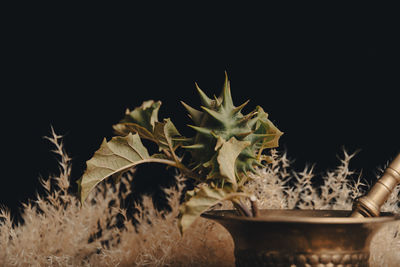 Close-up of small potted plant against black background