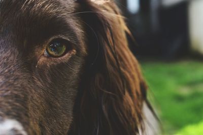 Close-up of dog