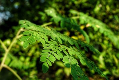 Close-up of fresh green leaf