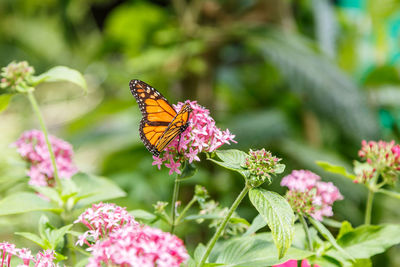 Butterfly pollinating on pink flower