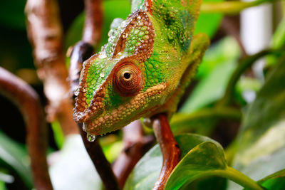 Close-up of a lizard