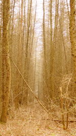 Full frame shot of trees in forest