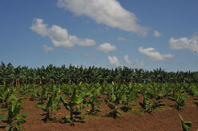 Plants growing on field against sky