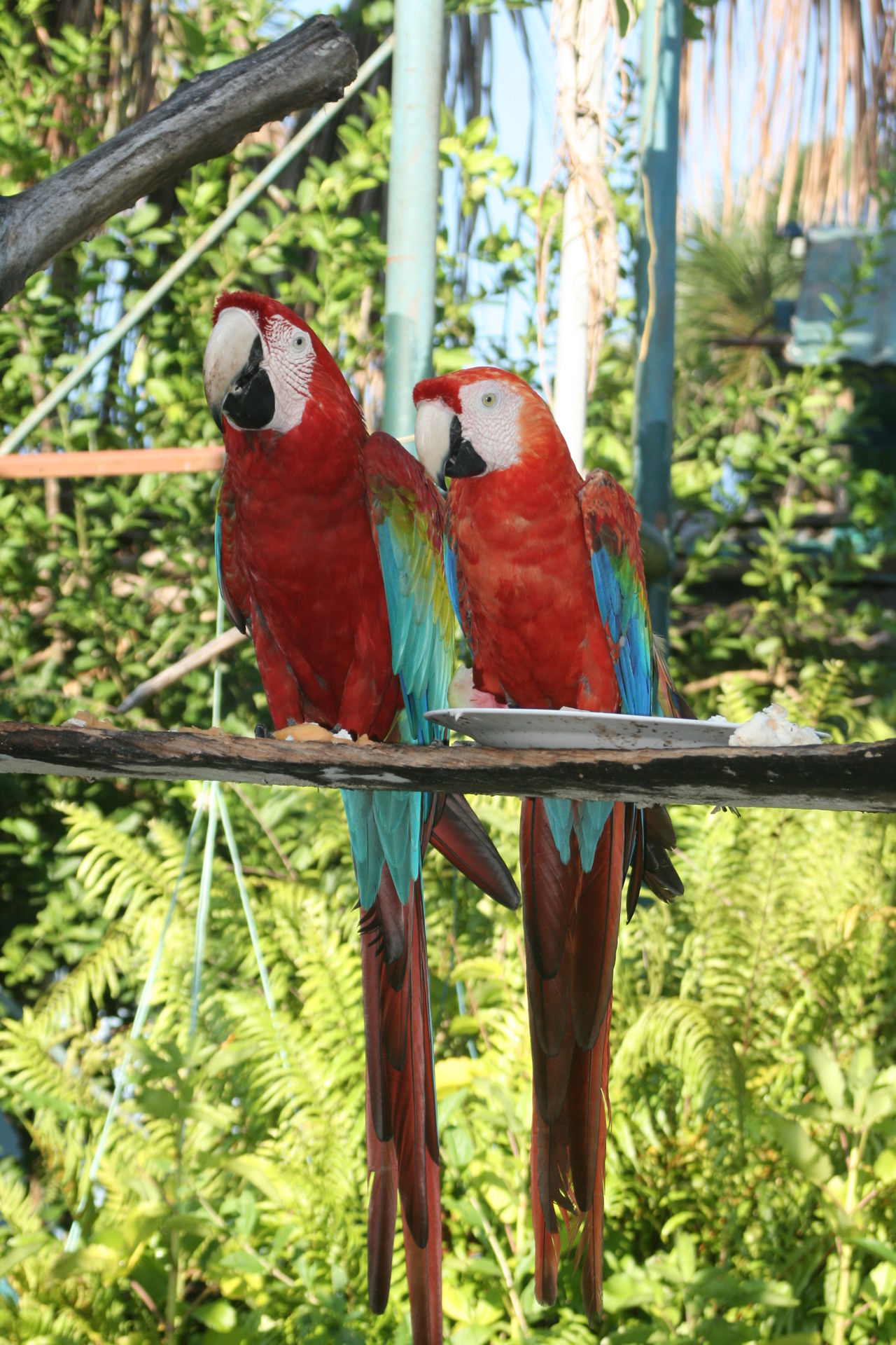 Two parrots