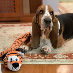 Portrait of dog relaxing on floor at home - blues with his new best toy