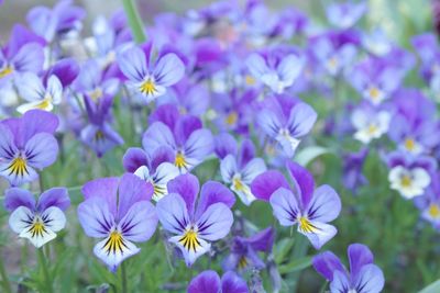 Close-up of purple flowers