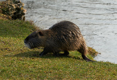 Side view of an animal on field