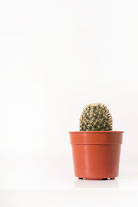 Close-up of potted cactus plant against white background