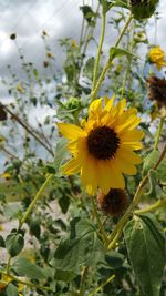 Close-up of yellow flowers blooming outdoors