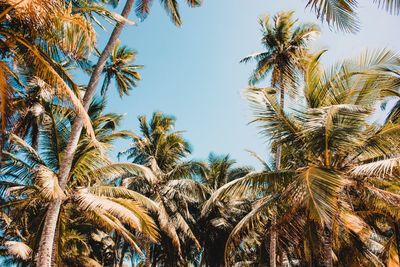 Low angle view of palm trees against clear sky