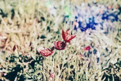 Close-up of red flowering plant on field