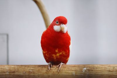 Close-up of bird perching on wood