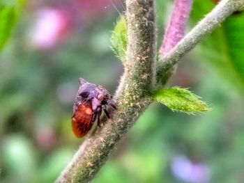 Close-up of insect on plant