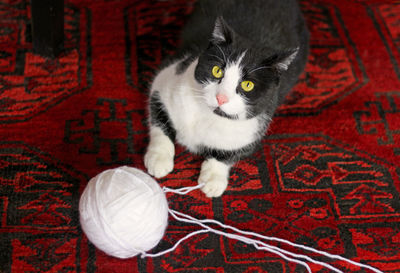 Portrait of white cat sitting on red floor