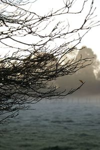 Close-up of tree against lake