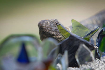 Close-up of lizard