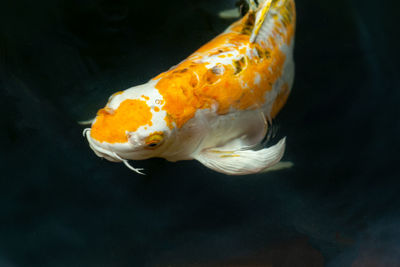 Close-up of fish swimming in sea