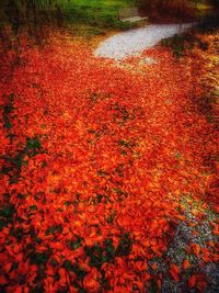 Orange flowers in autumn leaves