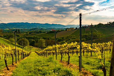 Scenic view of vineyard against sky