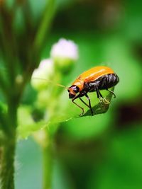 Close-up of insect on leaf