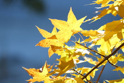 Close-up of yellow maple leaves on branch