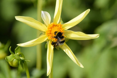 Close-up of bee on flower