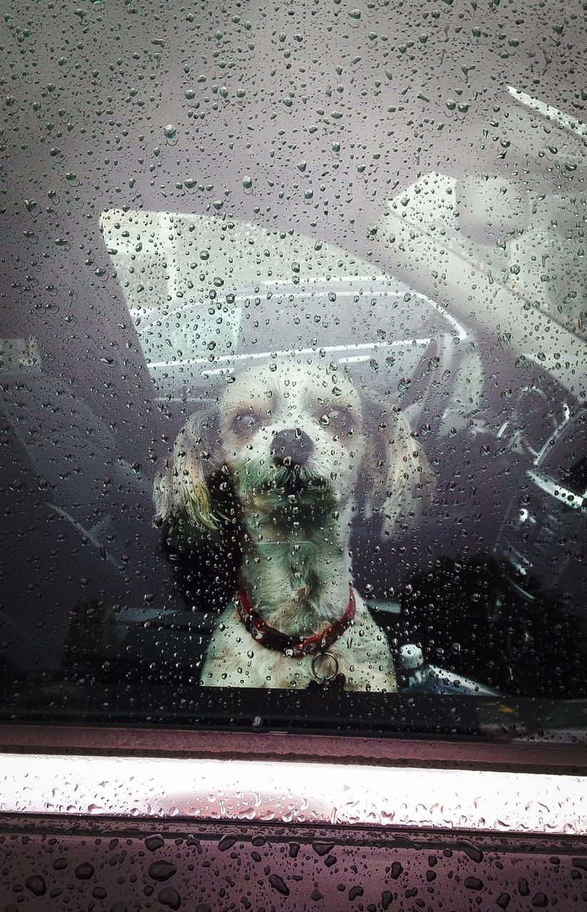 water, wet, drop, transparent, glass - material, rain, window, street, reflection, weather, close-up, puddle, road, season, raindrop, glass, one person, day, splashing, indoors