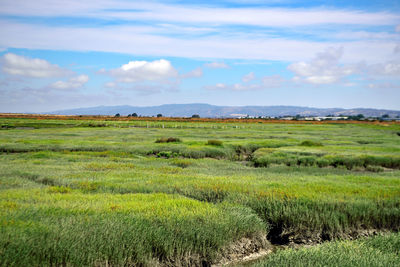 Scenic view of agricultural field against sky