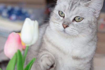 Cat with tulip flower.