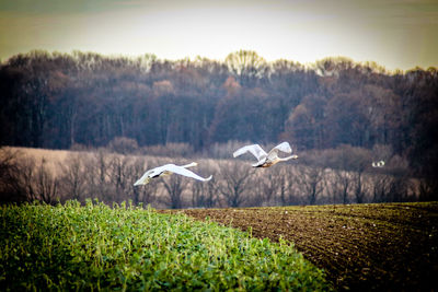 Flock of birds on grass against sky