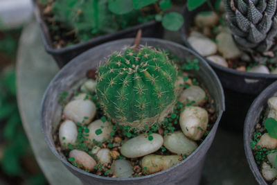 High angle view of succulent plant in pot