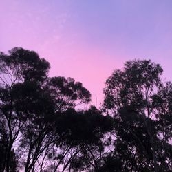 Low angle view of silhouette trees against sky at dusk