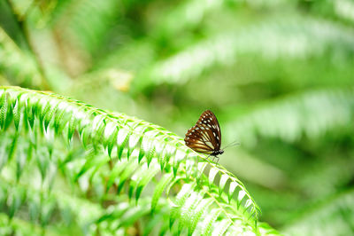 Butterfly on leaf