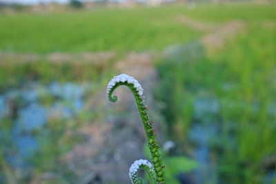 Close-up of flower growing on field