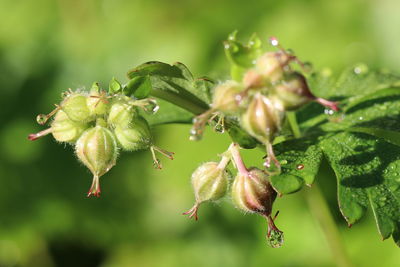 Close-up of insect on leaves