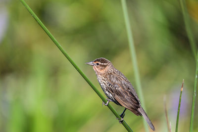 Brown female red-wing blackbird agelaius phoeniceus perches on the tall reeds and grass in a pond