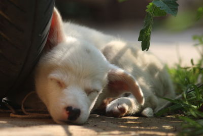 Close-up of a dog sleeping