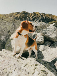 Dog looking away on rock