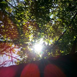 Sunlight streaming through trees in forest