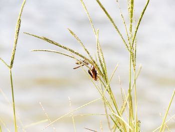 Close-up of insect on plant