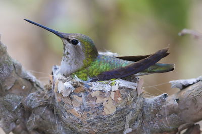 Close-up of hummingbird on nest