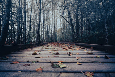 Boardwalk in forest