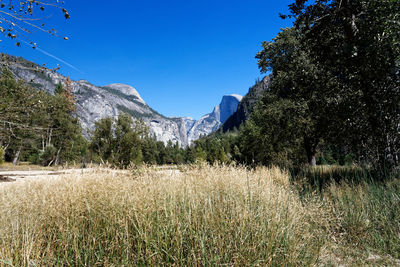 Scenic view of field against clear blue sky