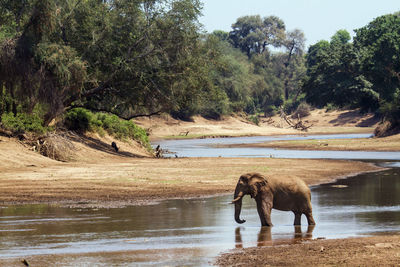 View of elephant in lake