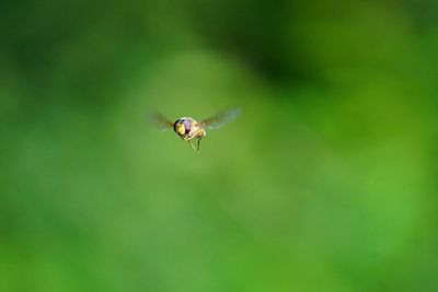 Close-up of insect flying